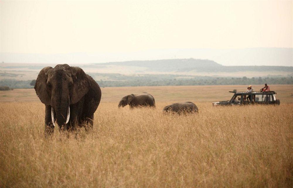 Rekero Camp Hotell Mara Simba Exteriör bild