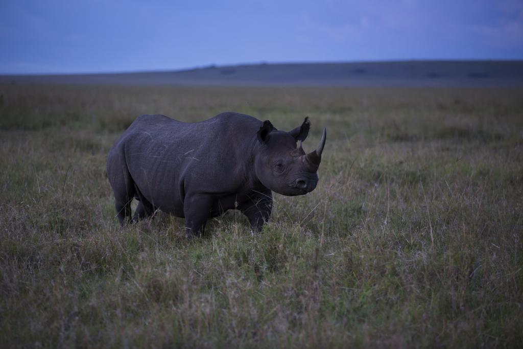 Rekero Camp Hotell Mara Simba Exteriör bild