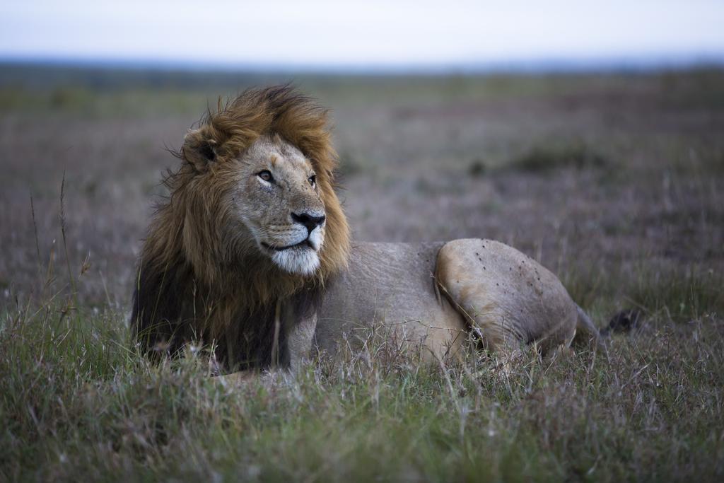 Rekero Camp Hotell Mara Simba Exteriör bild