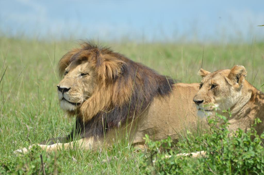 Rekero Camp Hotell Mara Simba Exteriör bild